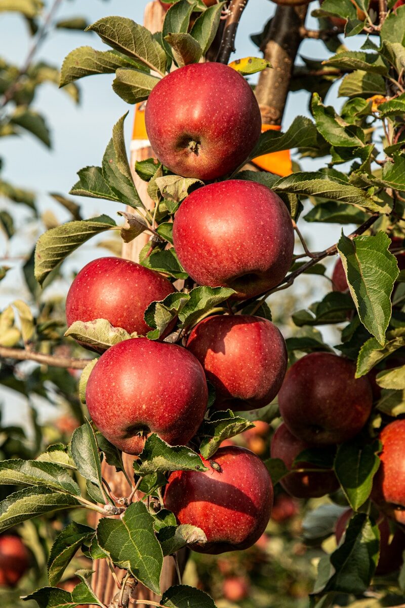 Pomme