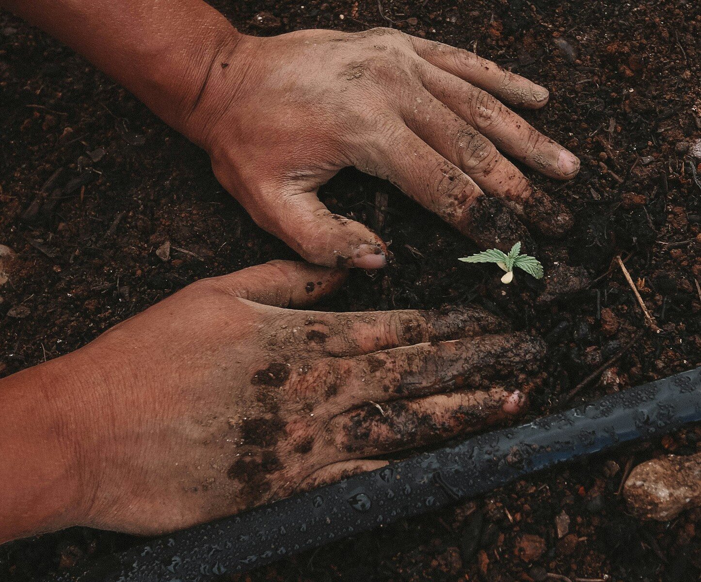 Hands covered in dark soil planting a small green seedling in the ground