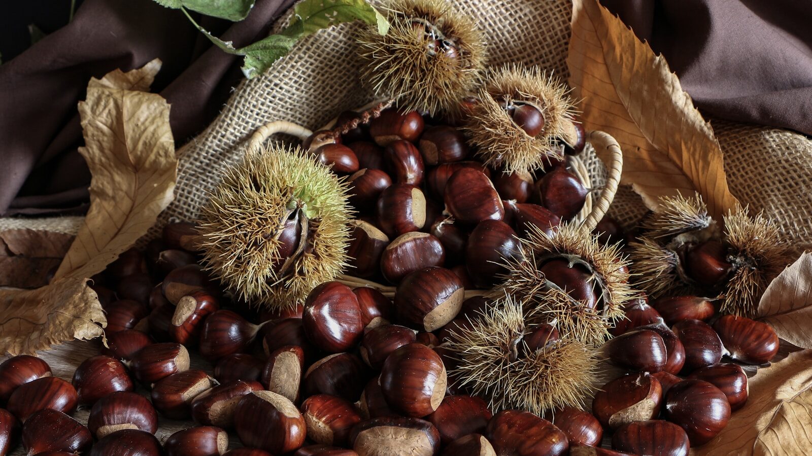 brown nut lot